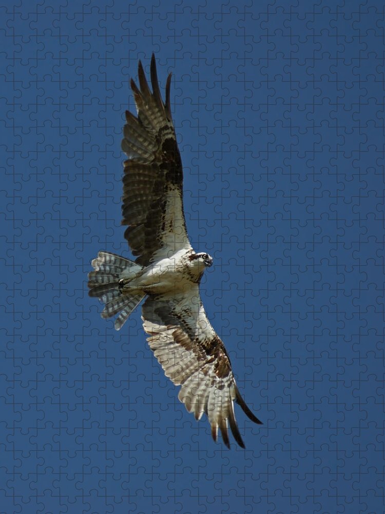 Birds Jigsaw Puzzle featuring the photograph The Osprey by Ernest Echols