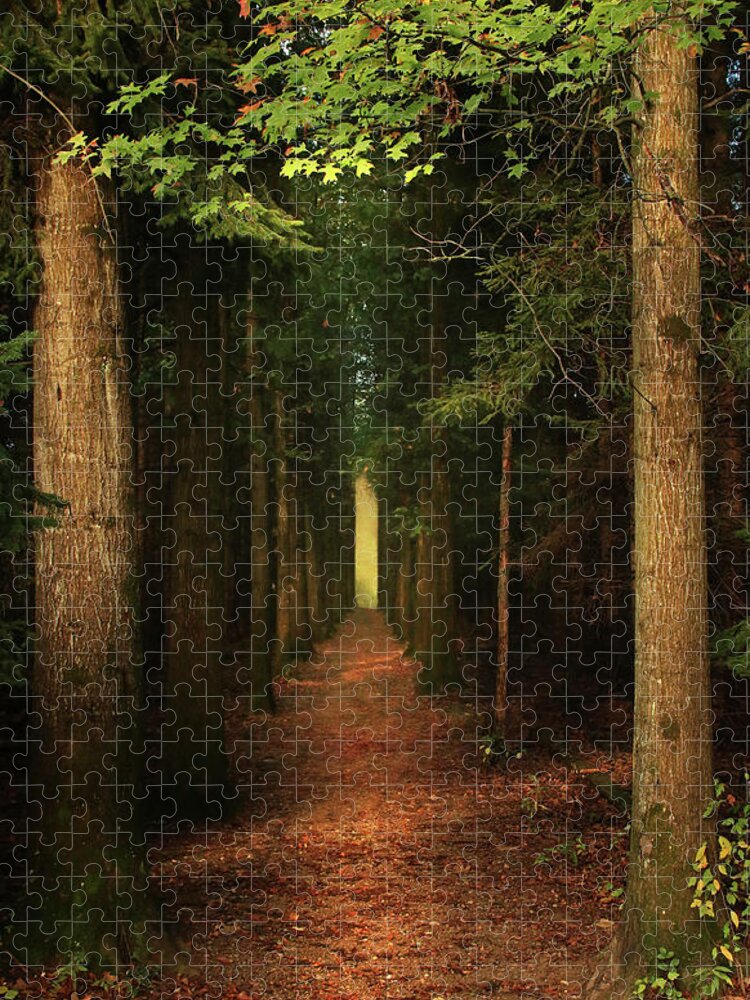 Forest Jigsaw Puzzle featuring the photograph The Pathway by Rob Blair