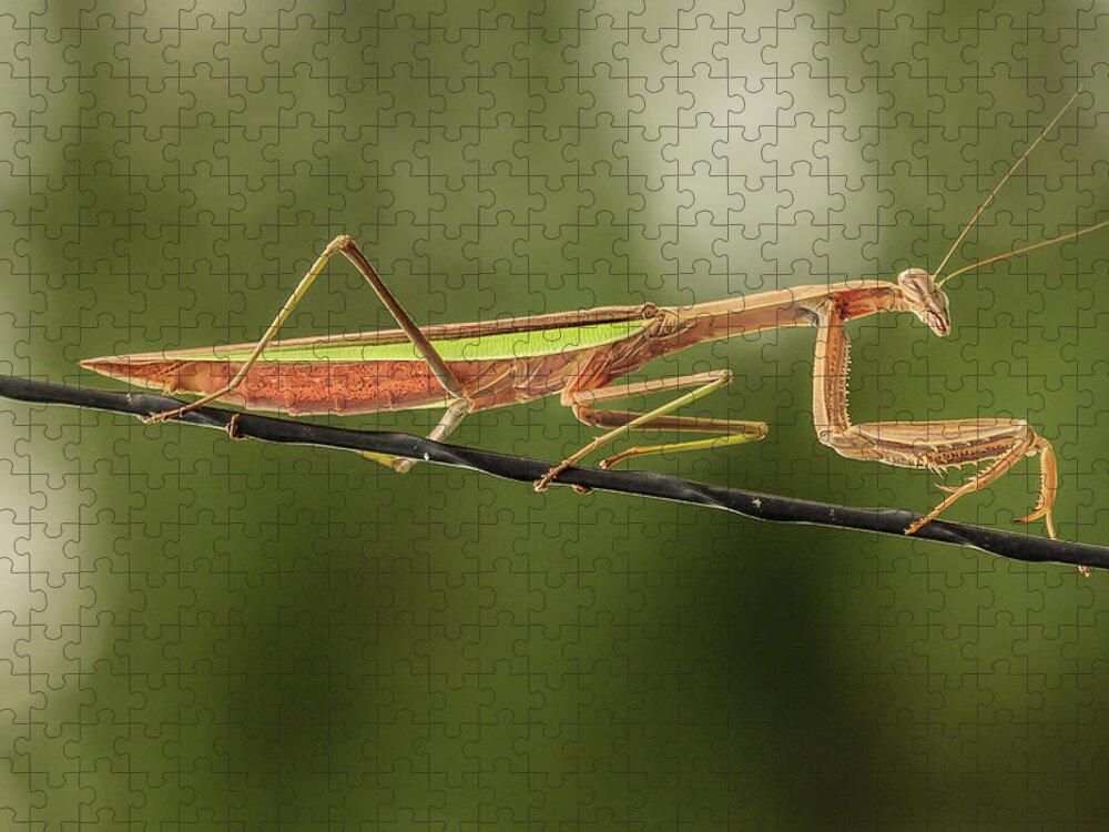 Insect Jigsaw Puzzle featuring the photograph The Praying Mantis and the Antenna by Joni Eskridge