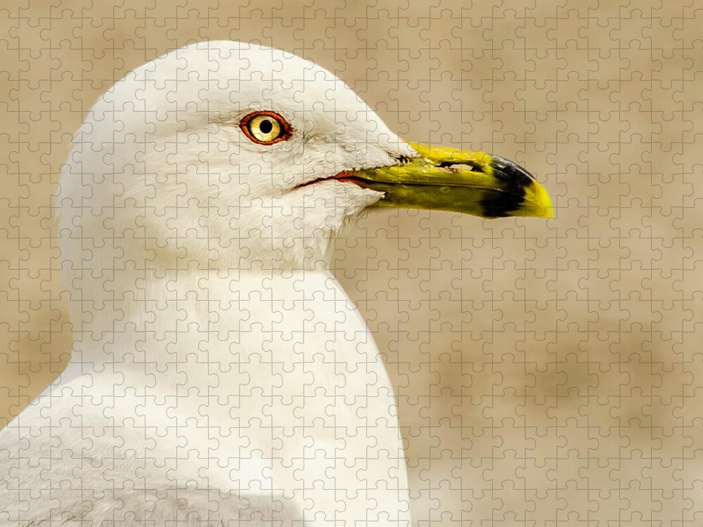 Great Lakes Gull Jigsaw Puzzle featuring the photograph The Proud Gull by John Roach