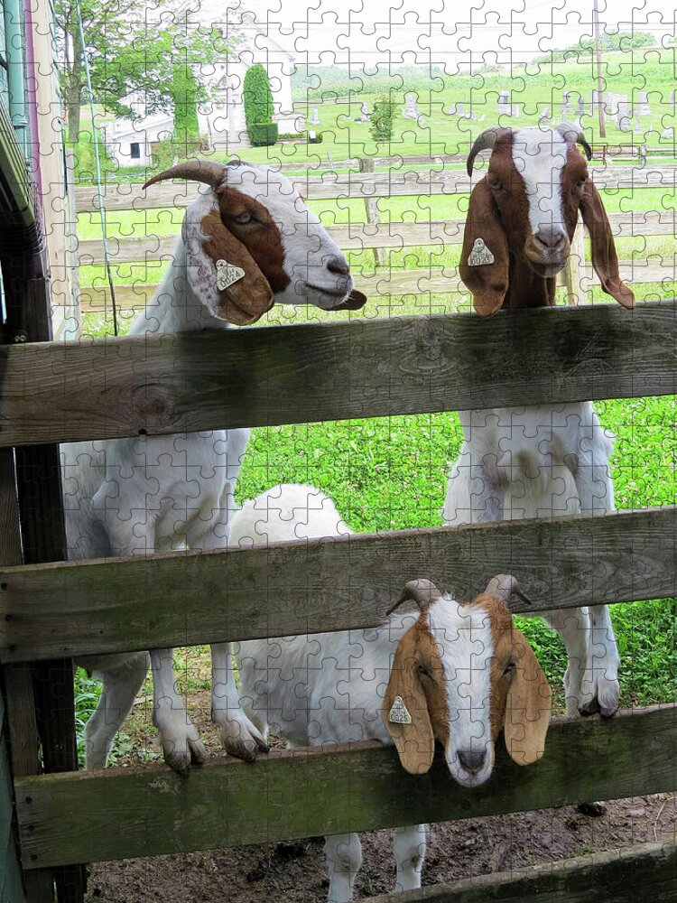 Goats Jigsaw Puzzle featuring the photograph The Real Three Billy Goats Gruff by Linda Stern