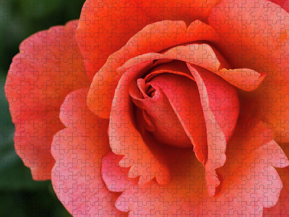 Flowers Jigsaw Puzzle featuring the photograph The Rose by Steven Clark