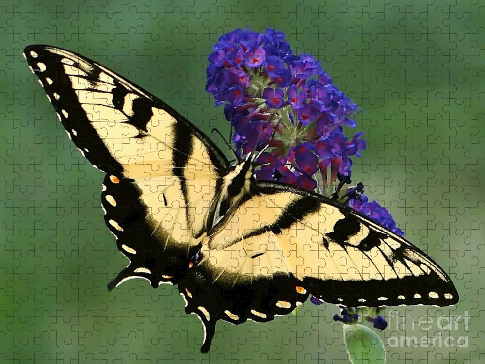 Swallowtail Jigsaw Puzzle featuring the photograph The Swallowtail by Sue Melvin