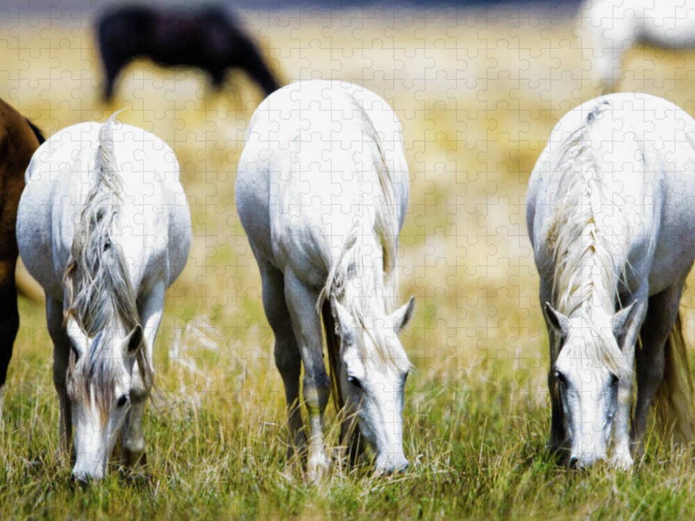 Horses Jigsaw Puzzle featuring the photograph The three amigos grazing by Bryan Carter