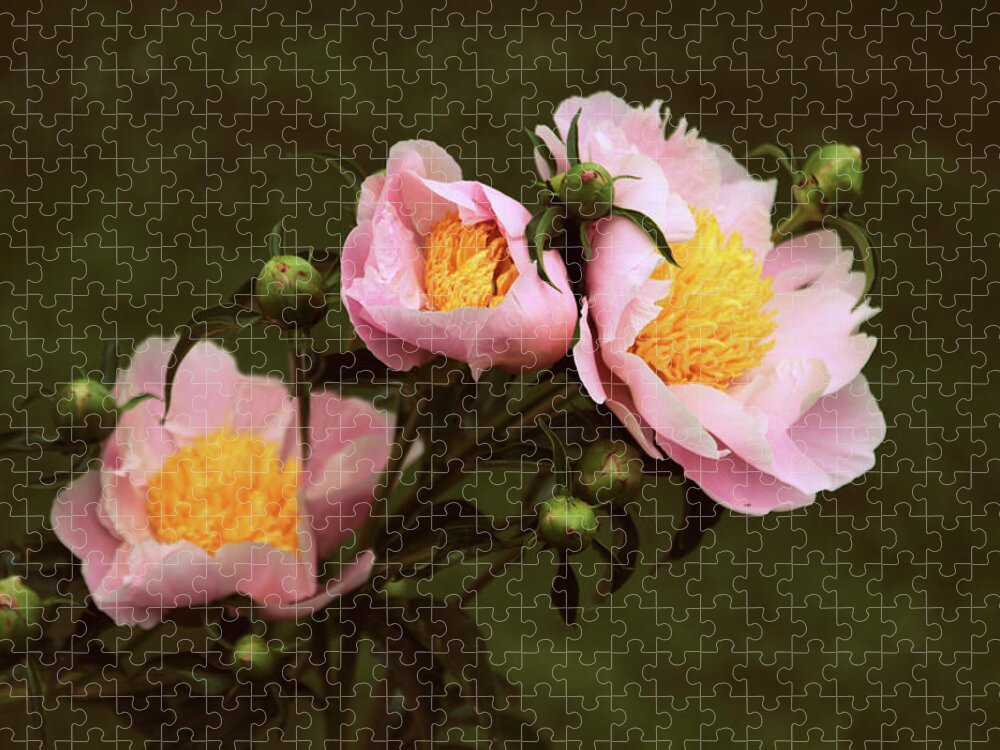 Peony Jigsaw Puzzle featuring the photograph The Three Sisters by Jessica Jenney