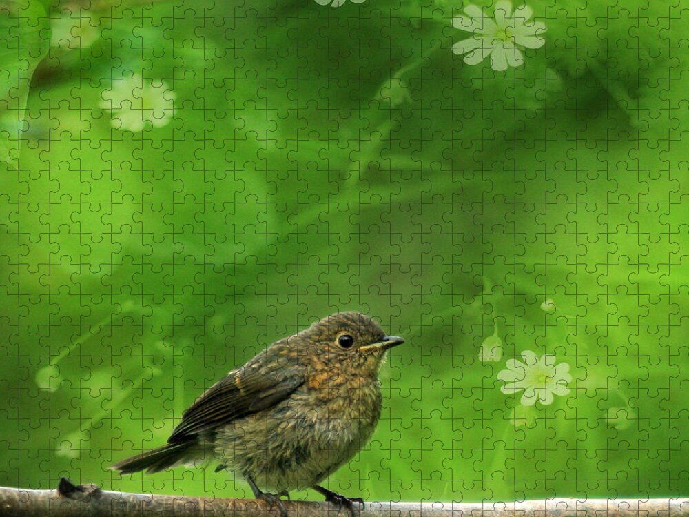 Robin Jigsaw Puzzle featuring the photograph The touch of the spring by Ang El