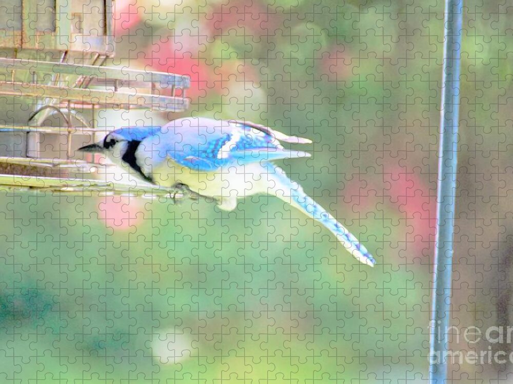 Blue Jay Jigsaw Puzzle featuring the photograph Think it Through by Merle Grenz
