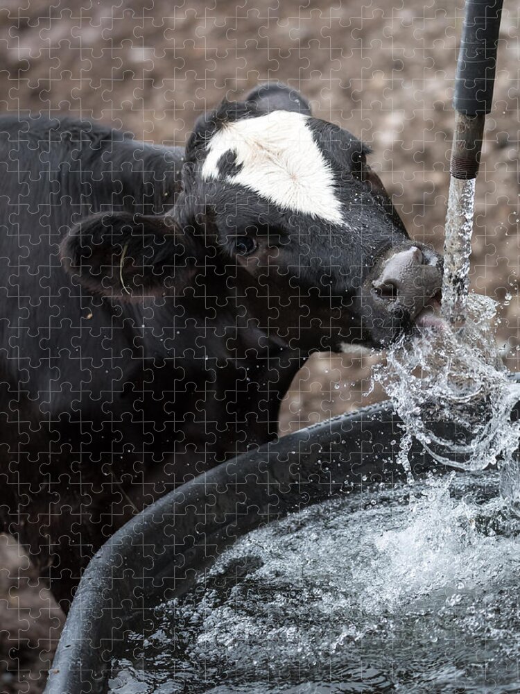 Cow Jigsaw Puzzle featuring the photograph Thirsty Cow by Holden The Moment