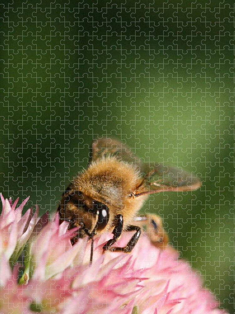 Bee Jigsaw Puzzle featuring the photograph Thirsty for Nectar by Angela Rath