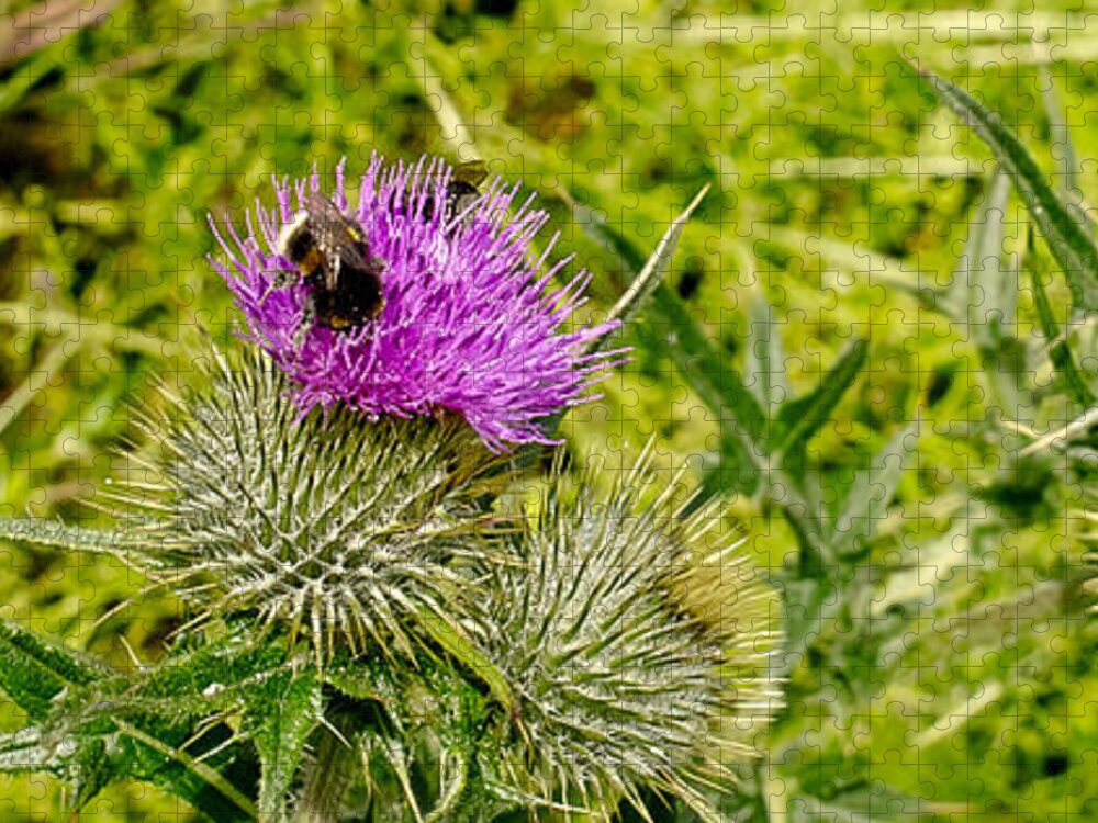 Thistle Jigsaw Puzzle featuring the photograph Thistle and Bumblebee. by Elena Perelman