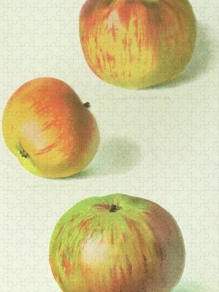 Apple Jigsaw Puzzle featuring the painting Three Apples by English School