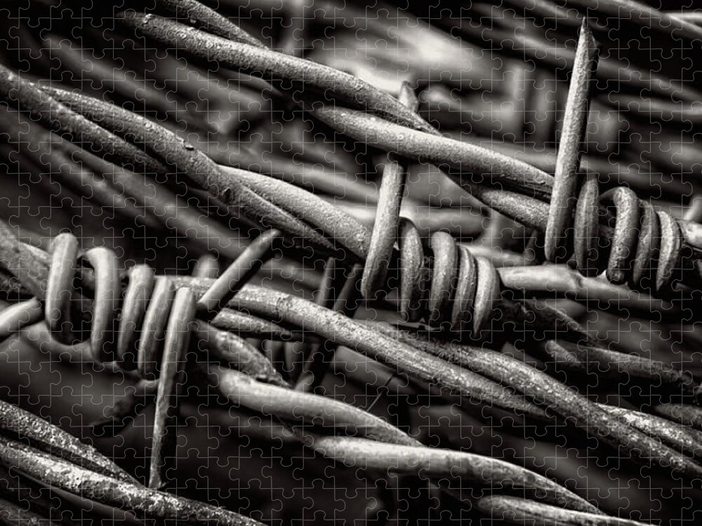 Barbed Wire Jigsaw Puzzle featuring the photograph Three Barbs In Black and White by Greg and Chrystal Mimbs