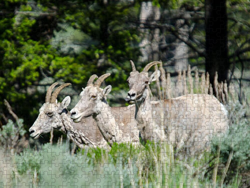 Animals Jigsaw Puzzle featuring the photograph Three Big Horn Sheep by Crystal Wightman