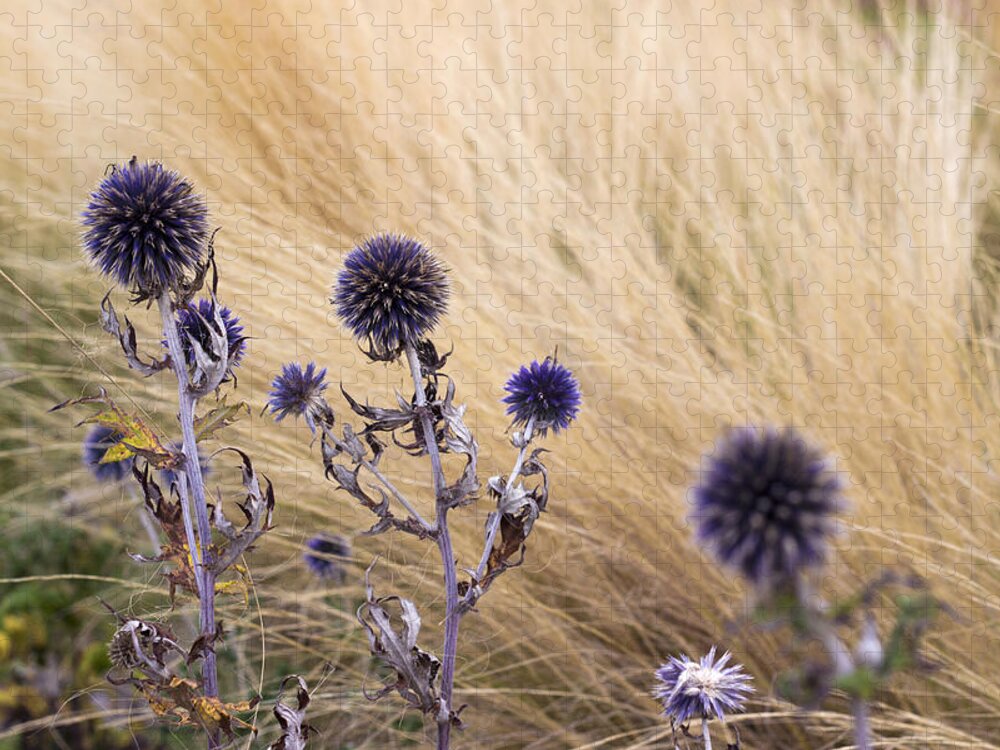 Dry Flowers Jigsaw Puzzle featuring the photograph Three purple echinops by Helga Novelli