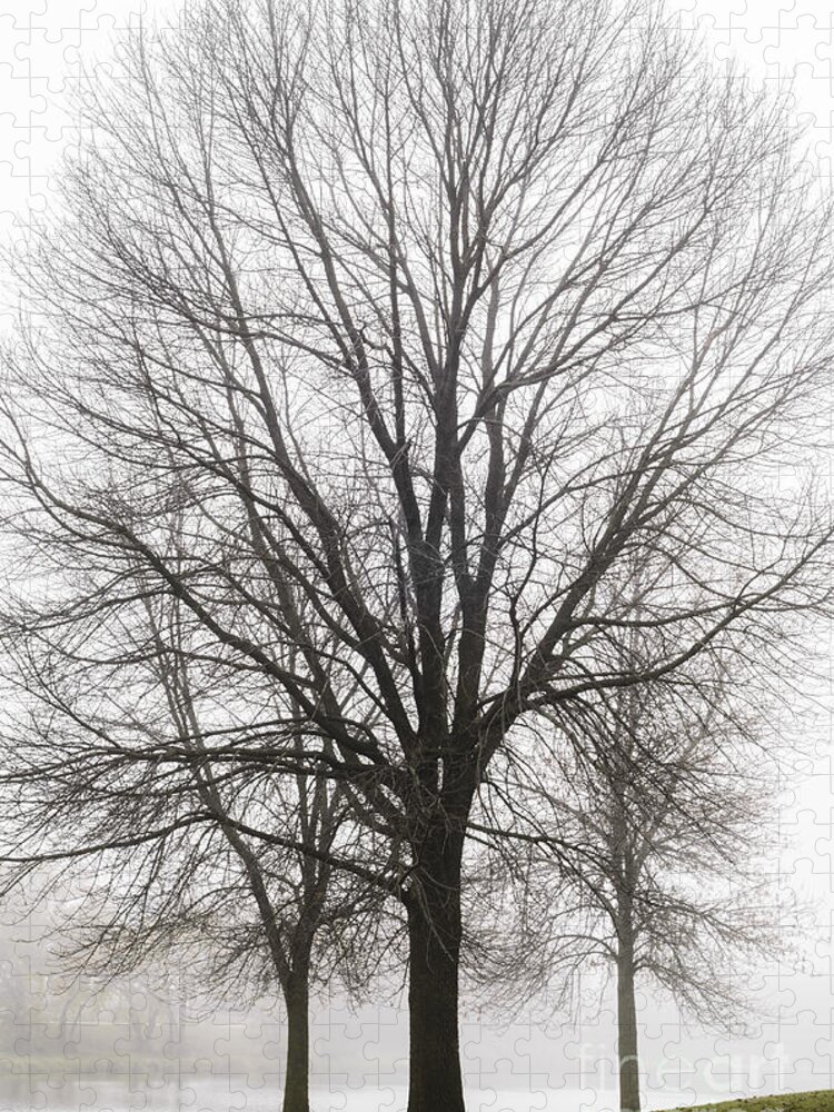 Trees Jigsaw Puzzle featuring the photograph Three Trees In Fog by Tamara Becker