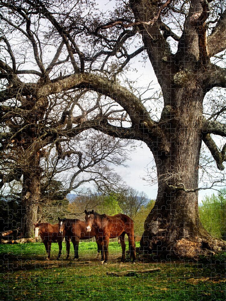 Horses Jigsaw Puzzle featuring the photograph Three Under A Tree by Greg and Chrystal Mimbs