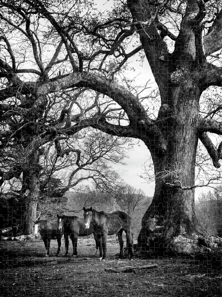 Horses Jigsaw Puzzle featuring the photograph Three Under A Tree In Black and White by Greg and Chrystal Mimbs