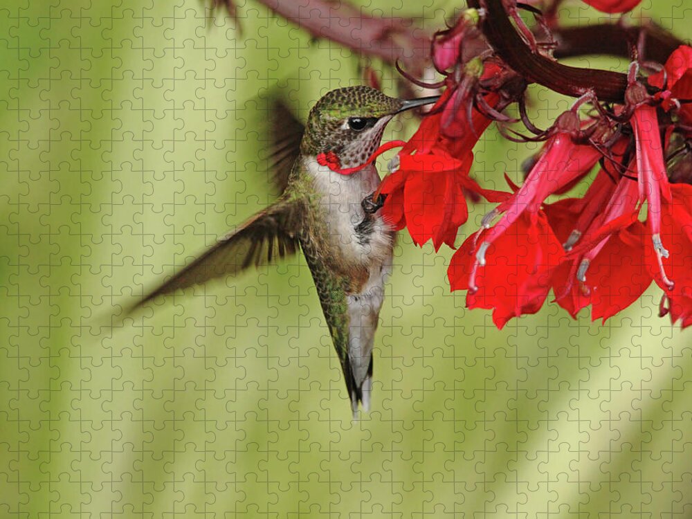 Hummingbird Jigsaw Puzzle featuring the photograph Tickle Me Red by Debbie Oppermann