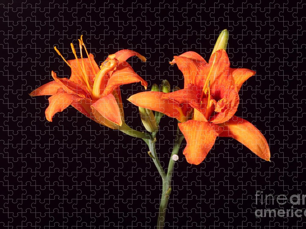 Flora Jigsaw Puzzle featuring the photograph Tiger Lily Flower Opening Part by Ted Kinsman