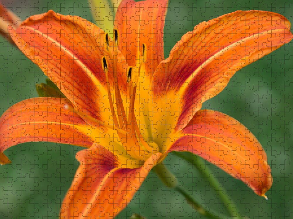 Daylily Jigsaw Puzzle featuring the photograph Daylily by Holden The Moment
