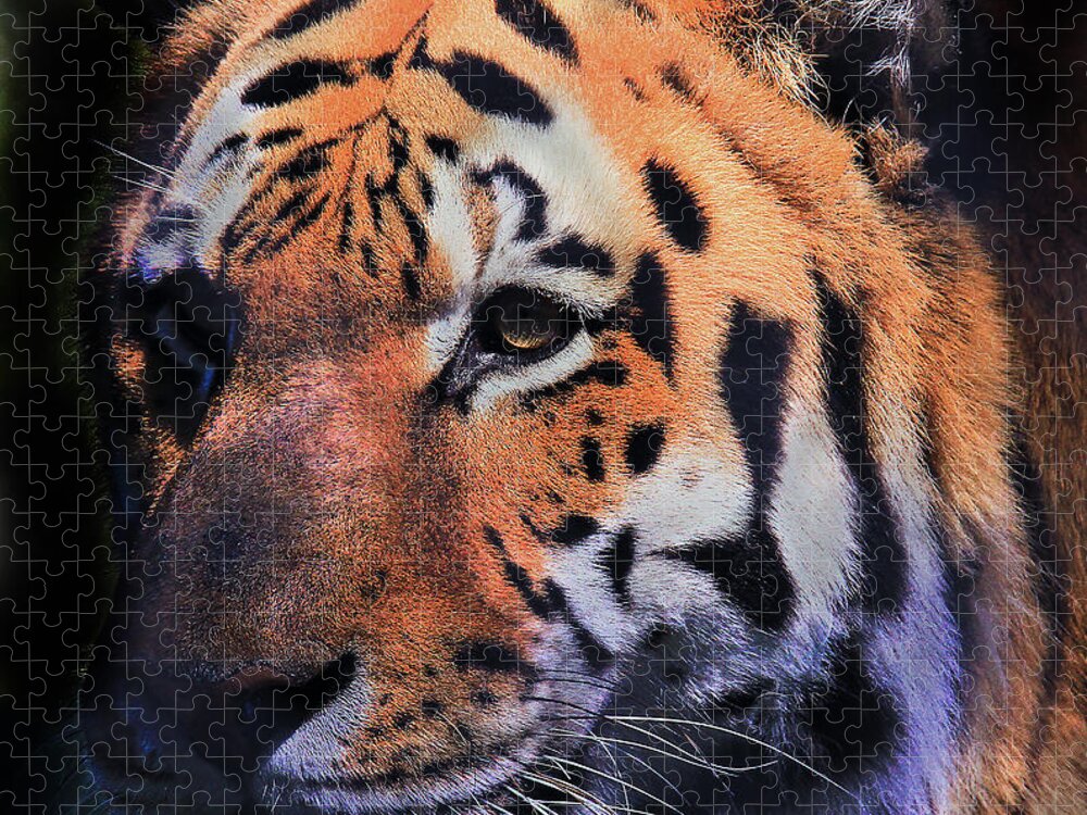 Tiger Jigsaw Puzzle featuring the photograph Tiger Portrait by Roger Becker