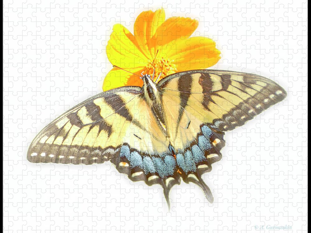 Tiger Swallowtail Butterfly Jigsaw Puzzle featuring the digital art Tiger Swallowtail Butterfly, Cosmos Flower by A Macarthur Gurmankin