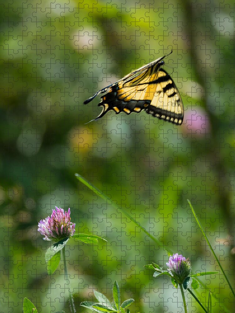 Tiger Swallowtail Butterfly In Flight Jigsaw Puzzle featuring the photograph Tiger Swallowtail Butterfly In Flight by Holden The Moment