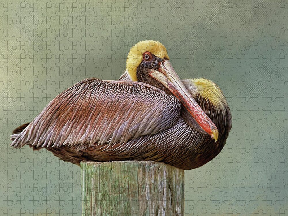 Brown Pelican Jigsaw Puzzle featuring the photograph Time To Rest by HH Photography of Florida