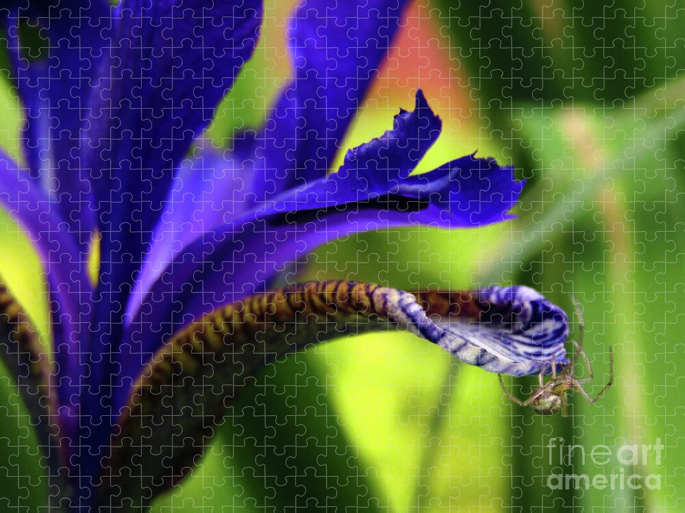 Spider Jigsaw Puzzle featuring the photograph Tiny Spider On Iris by Kim Tran