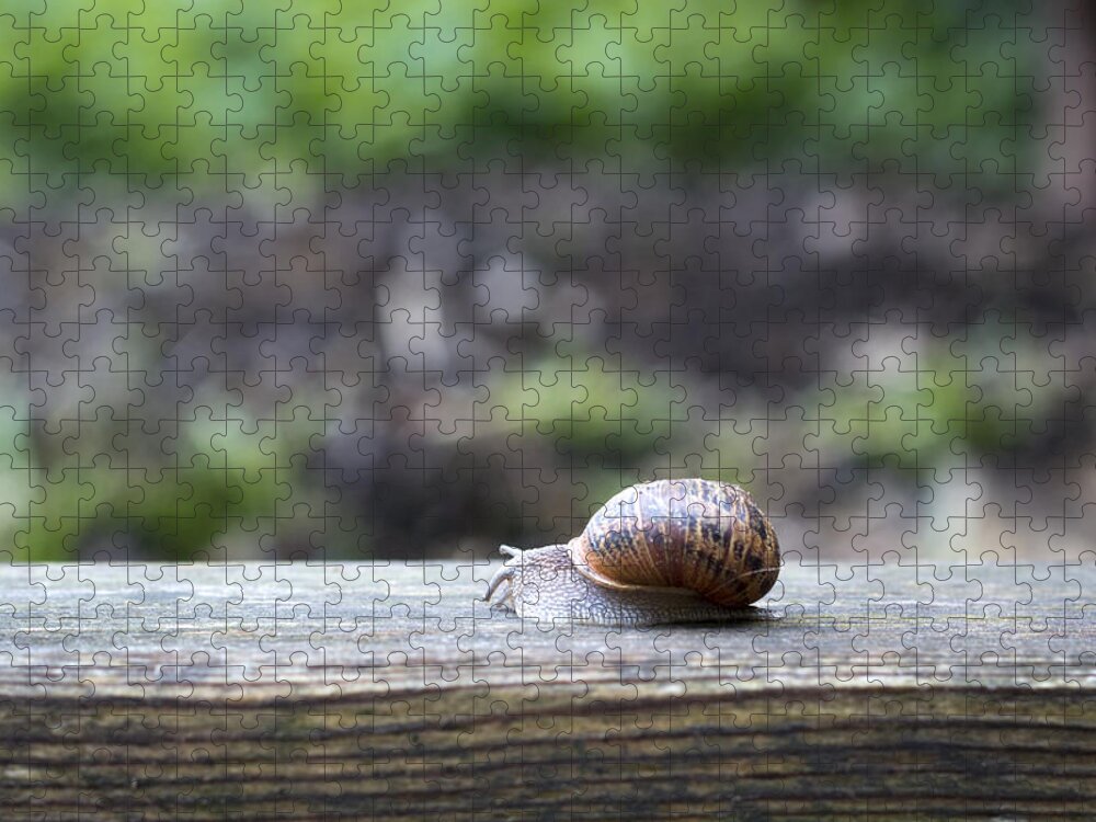 Nature Jigsaw Puzzle featuring the photograph Tired snail by Helga Novelli
