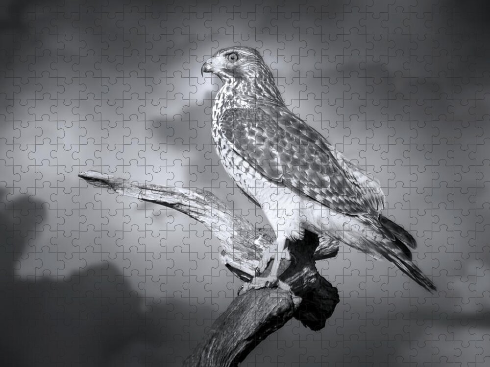 Hawk Jigsaw Puzzle featuring the photograph To Rule the Sky by Mark Andrew Thomas