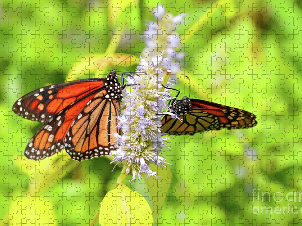 Monarch Jigsaw Puzzle featuring the photograph Together We Can Fly So High by Robyn King