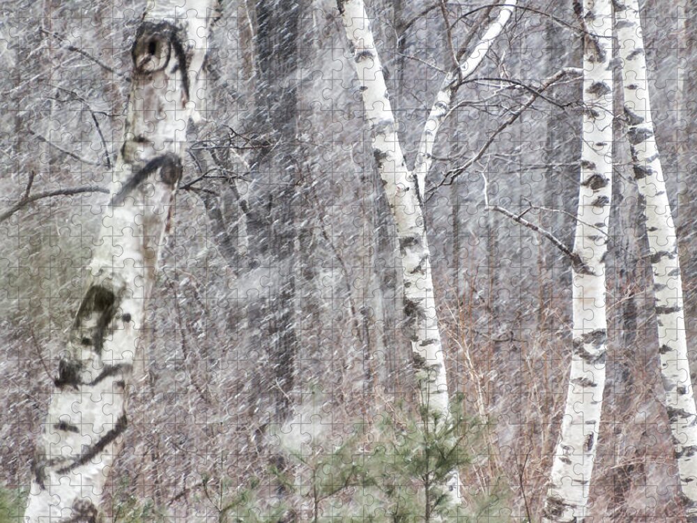 Birch Trees Jigsaw Puzzle featuring the photograph Transition, Spring Squall 3 - by Julie Weber
