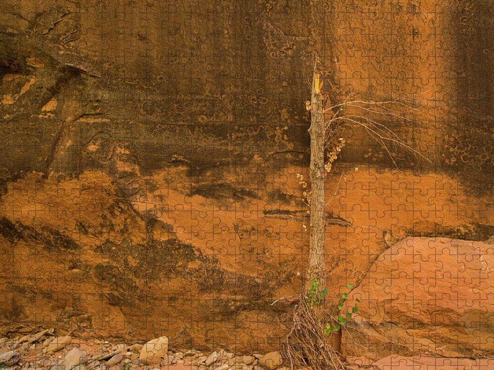 Coyote Gulch Jigsaw Puzzle featuring the photograph Tree and sandstone by Kunal Mehra
