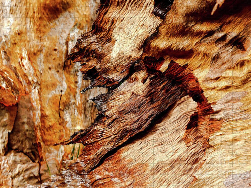 Australian Tree Bark Series Images By Lexa Harpell Jigsaw Puzzle featuring the photograph Tree Bark Series - Patterns #2 by Lexa Harpell