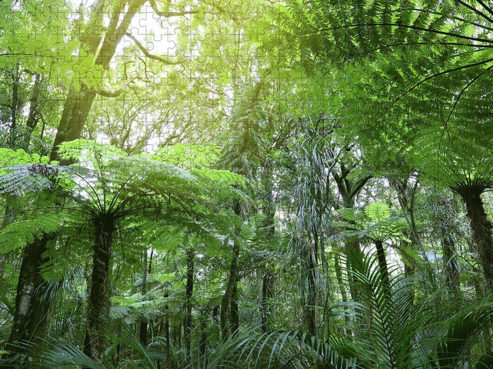 Rain Forest Jigsaw Puzzle featuring the photograph Tree ferns in jungle by Les Cunliffe