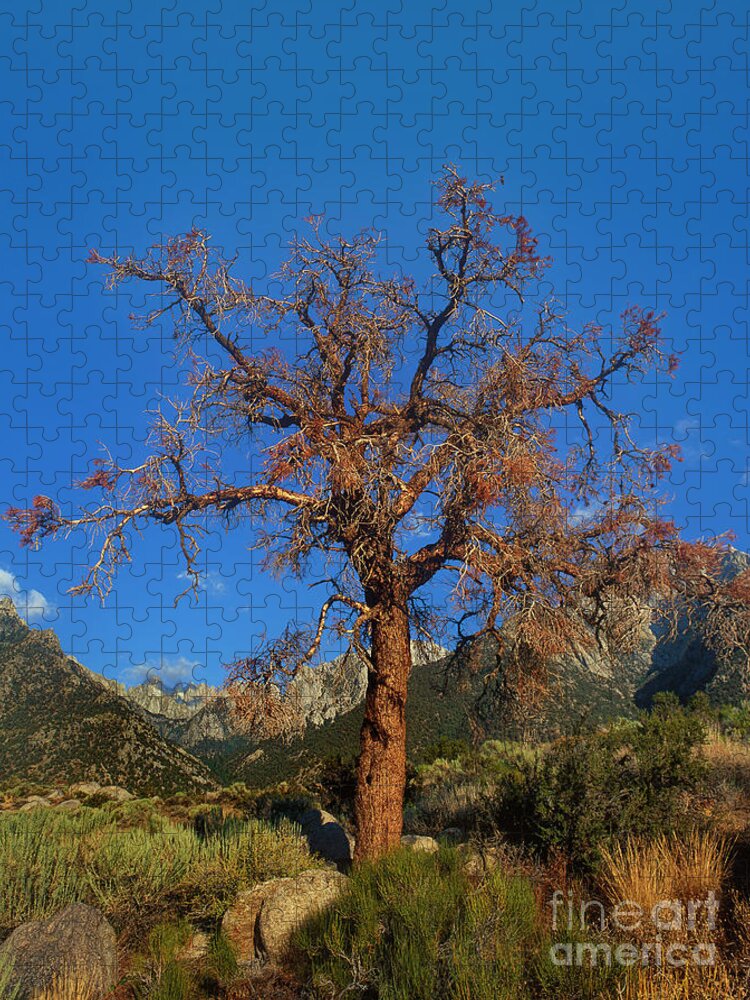 Dave Welling Jigsaw Puzzle featuring the photograph Tree Frames The Sierras Alabama Hills California by Dave Welling