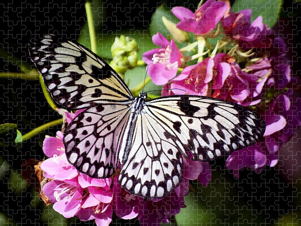 Wildlife Jigsaw Puzzle featuring the photograph Tree Nymph Butterfly by Kenneth Albin