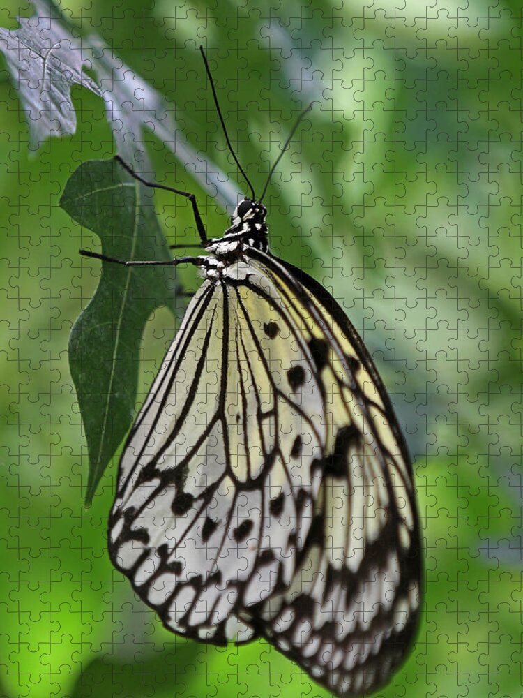 Butterfly Jigsaw Puzzle featuring the photograph Tree Nymph by Juergen Roth