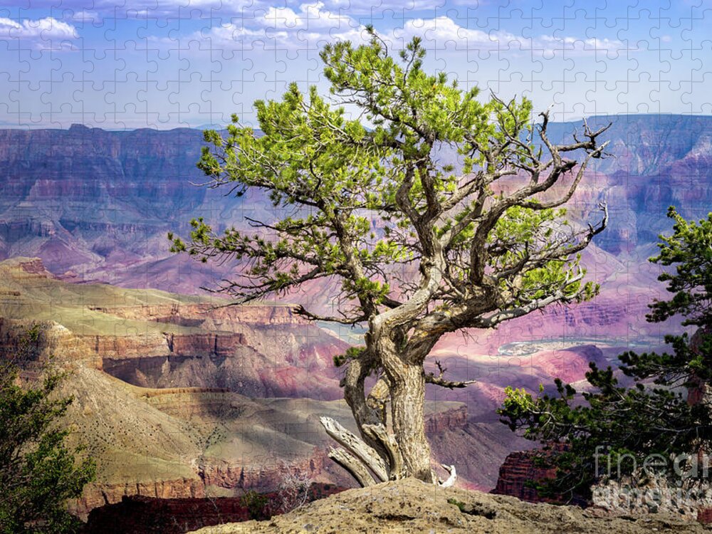 Arizona Jigsaw Puzzle featuring the photograph Tree on the Edge by Jerry Fornarotto