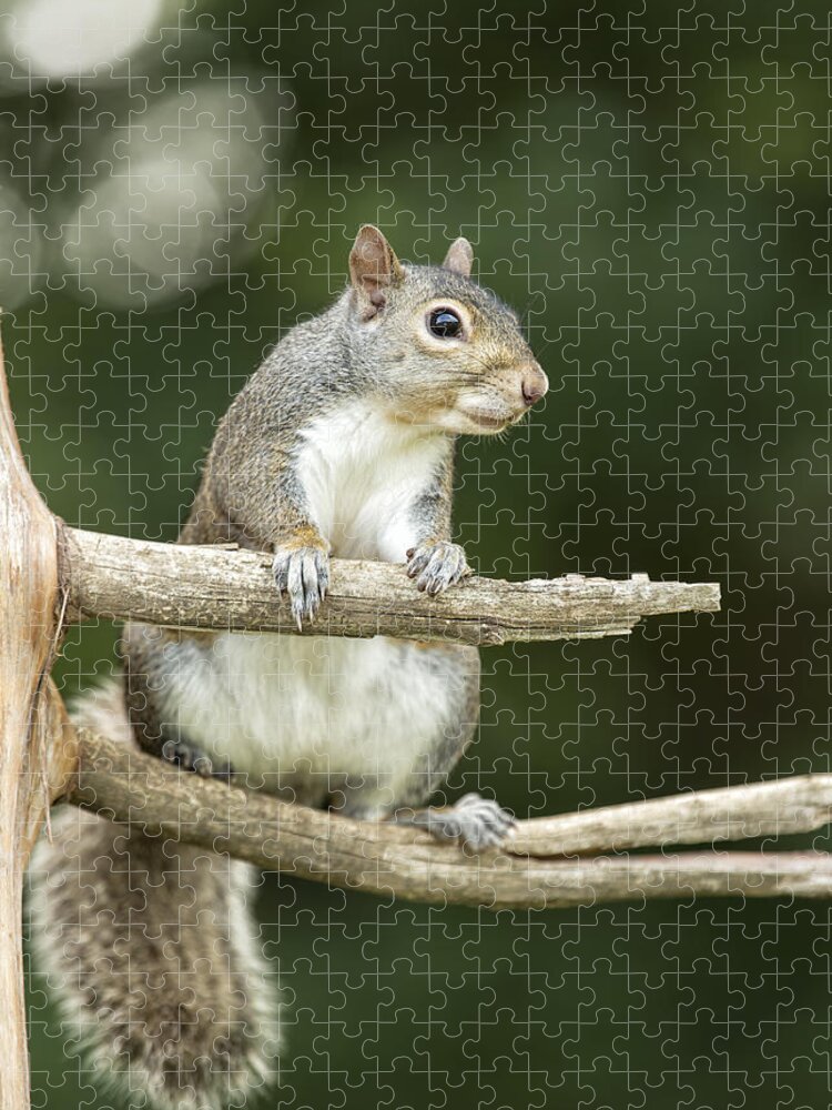 Squirrel Jigsaw Puzzle featuring the photograph Tree Rat by Bill and Linda Tiepelman