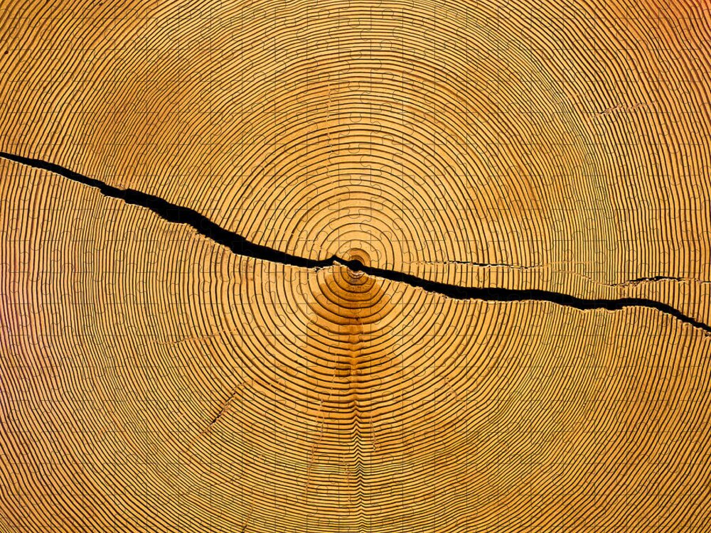 Tree Rings Jigsaw Puzzle featuring the photograph Tree Rings by Steven Ralser