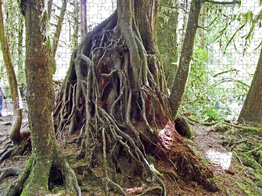 Tree Roots In Hoh Rain Forest In Olympic National Park Jigsaw Puzzle featuring the photograph Tree Roots in Hoh Rain Forest, Olympic National Park, Washington by Ruth Hager