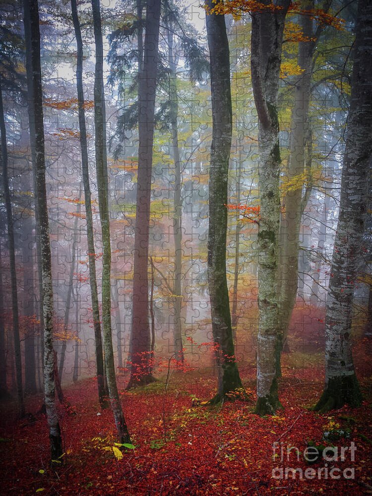 Forest Jigsaw Puzzle featuring the photograph Tree trunks in fog by Elena Elisseeva