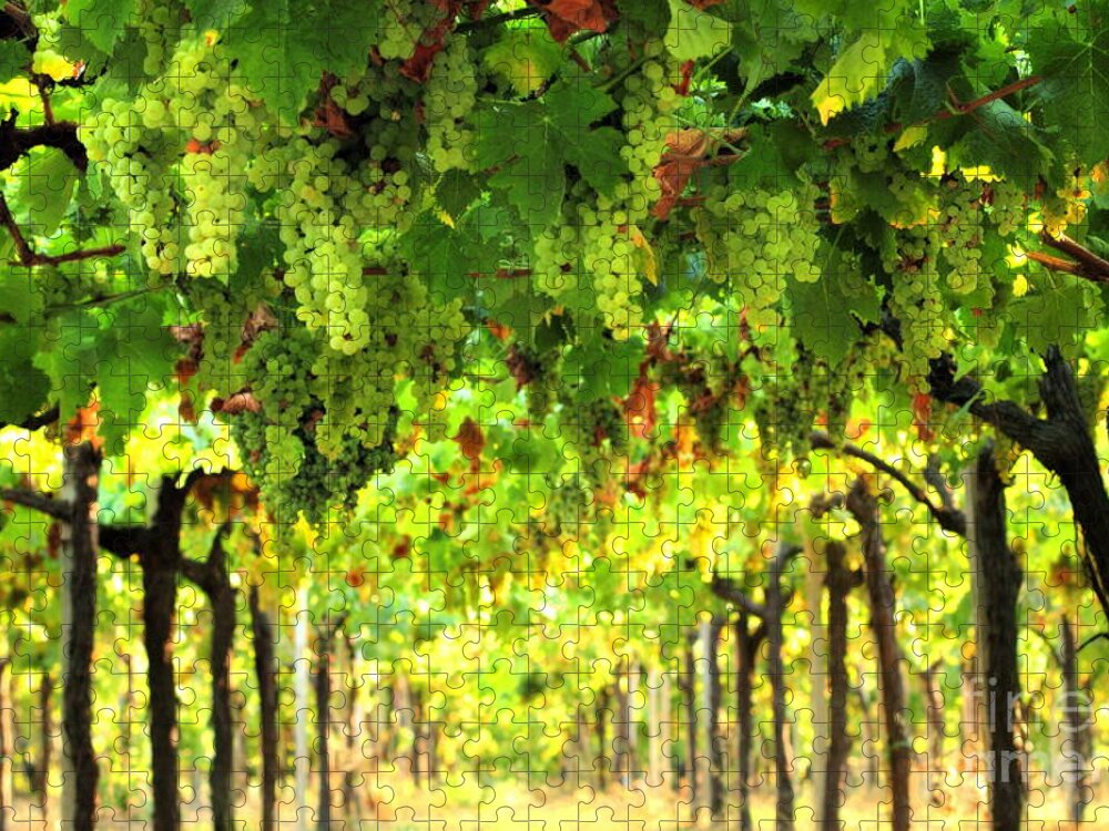 Vineyard Jigsaw Puzzle featuring the photograph Trellissed Grapes 3 by Angela Rath