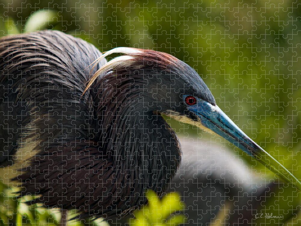Nature Jigsaw Puzzle featuring the photograph Tri-Colored Heron by Christopher Holmes