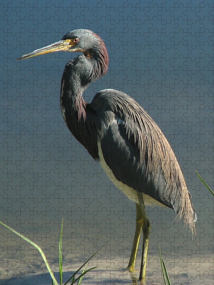 Nature Jigsaw Puzzle featuring the photograph Tricolored Heron by Peggy Urban