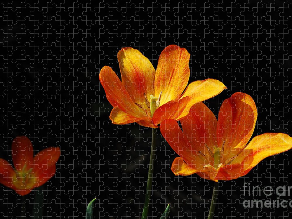 Tulips Jigsaw Puzzle featuring the photograph Triples by Lois Bryan