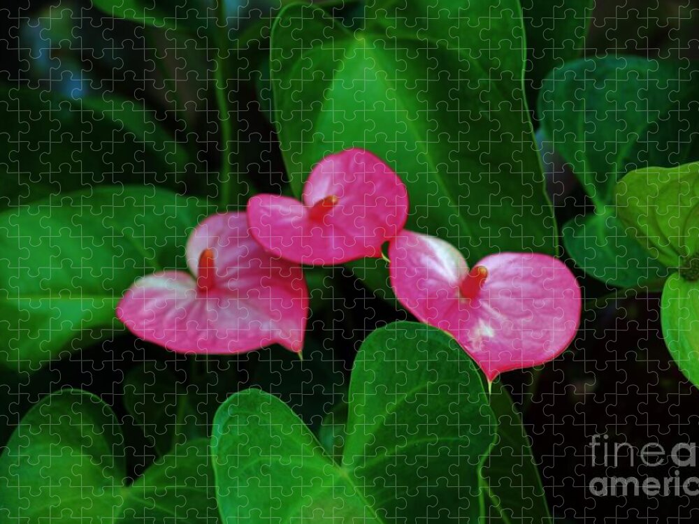 Antherium Jigsaw Puzzle featuring the photograph Triplets in Pink by Craig Wood