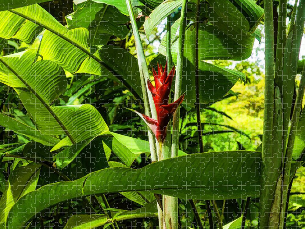 Floriculture Jigsaw Puzzle featuring the digital art Tropical Impressions - Red Ginger Flower Framed in Lush Jungle Green by Georgia Mizuleva